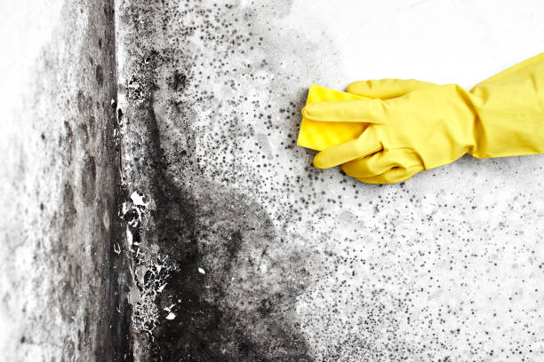 Best Mold Removal Specialists  in Waynesboro, MS