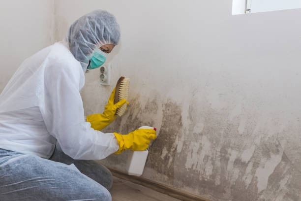 Best Mold Damage Repair  in Waynesboro, MS