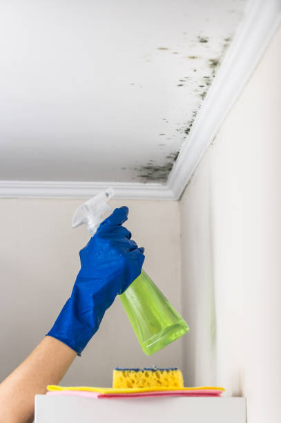 Best Certified Mold Removal  in Waynesboro, MS