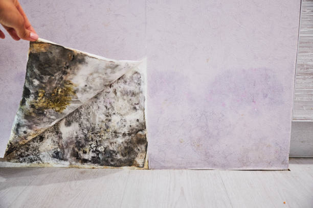 Best Toxic Mold Removal  in Waynesboro, MS